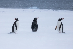 Three penguins in a snowstorm